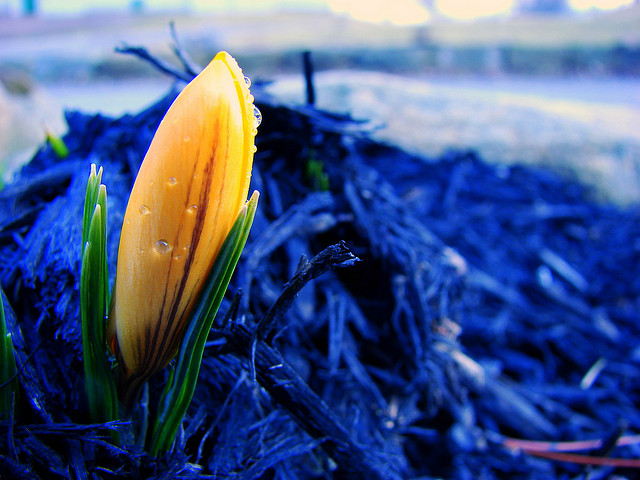 O primăvară de altă nuanță de Kathy