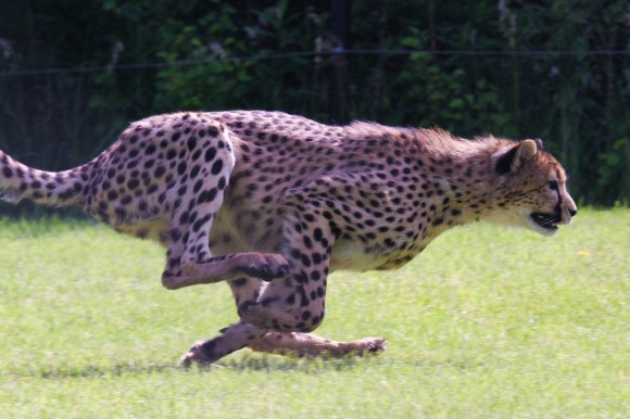 comment écrire un livre rapidement guépard