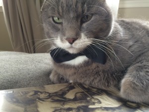 与史蒂文·普雷斯菲尔德的猫谈话