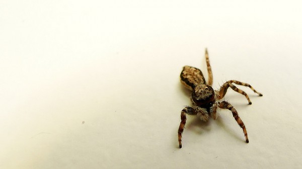 ใจจดใจจ่อแมงมุม Suspense Spider