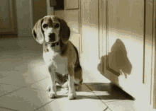 GIF de Beagle | Tenor