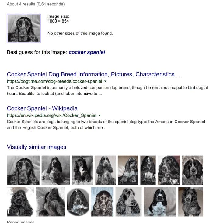 寻找你的狗 search for your dog