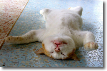 影付きの眠そうな猫350x